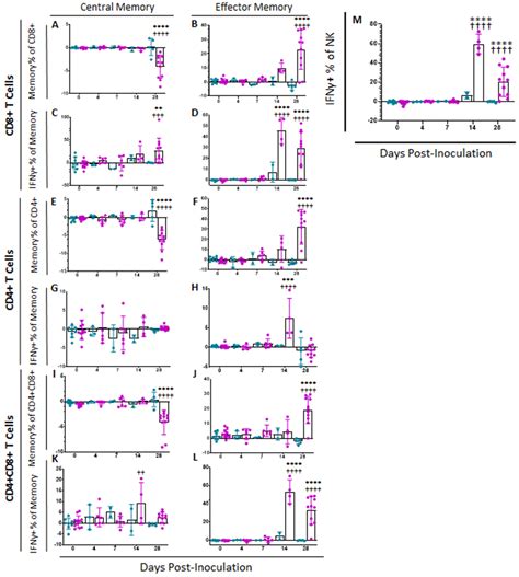 A Highly Effective African Swine Fever Virus Vaccine Elicits a Memory T ...