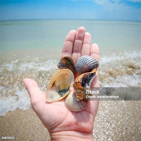 Image result for Marine Shells