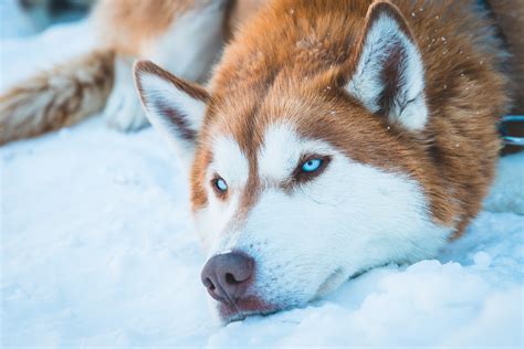 Husky Dog Names - The best Husky Names for your Siberian Husky puppy
