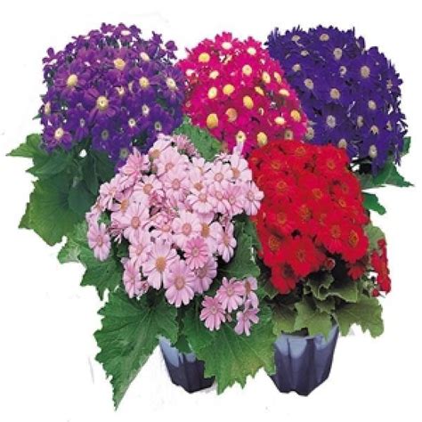 Cineraria Early Perfaction Mix Flower Seeds – ChhajedGarden.com
