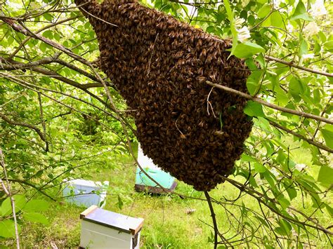 You Have a Honey Bee Swarm? Stay Calm and Call a Beekeeper (Part 1)