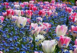 Image result for Spring Wallpaper Backgrounds with Bunnies