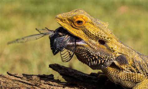 How Smart Are Bearded Dragons? Everything We Know About Their ...