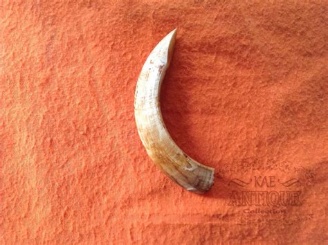 Kae Antique Collection: Genuine Wild Boar Tusk (Taring Babi Hutan)