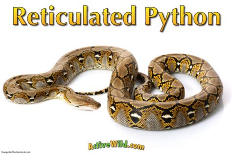 Image result for Longest Reticulated Python