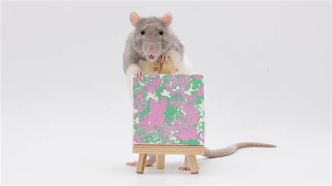 This weeks mini ratty paw paintings by my incredible pet rats! : r/Animals