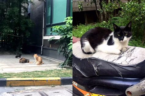 爱猫人士在小区喂流浪猫被物业禁止，网友：给猫一条活路吧