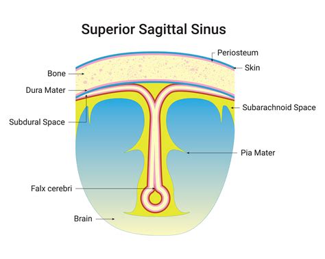 Superior Sagittal Sinus Science Design Vector Illustration Diagram 34201606 Vector Art at Vecteezy