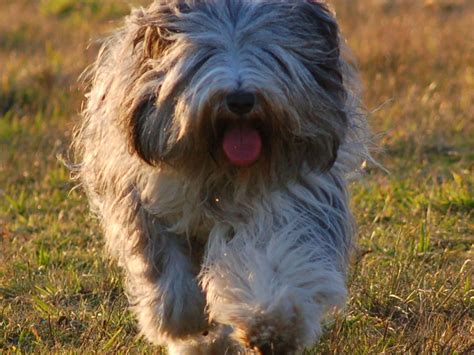 Polish Lowland Sheepdog: The Ultimate Guide to This Lively and ...