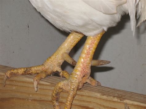 Razzberry Corner: How to Remove Roosters' Spurs