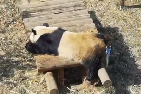 棕色大熊猫“七仔”的幸福生活【4】--生态--人民网