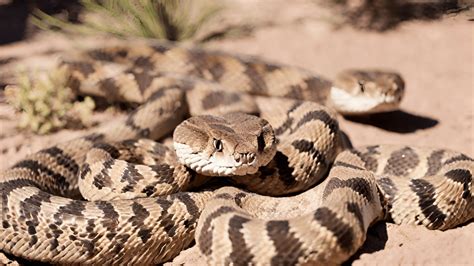 8 Different Types of Rattlesnakes in California (With Pictures)
