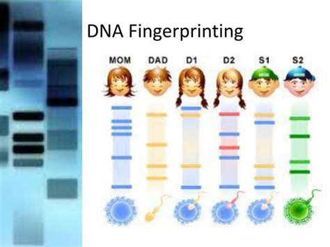 Image result for DNA Fingerprinting Graph