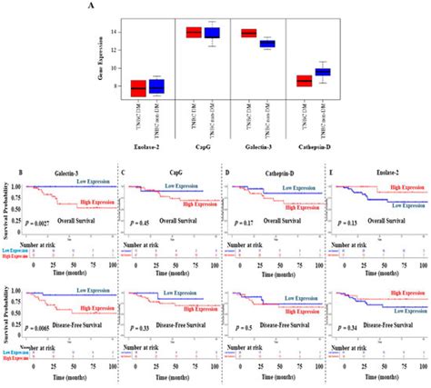 Targeting p70S6K1 Inhibits Glycated Albumin-Induced Triple-Negative ...
