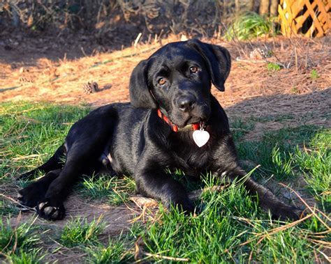 English Mastiff Black Lab Mix valnidoubping: mastiff lab mix
