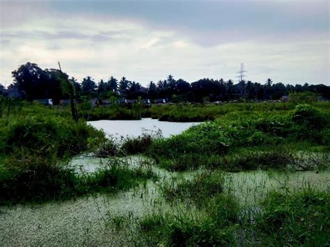 The state of India’s urban wetlands and why they need to be protected ...