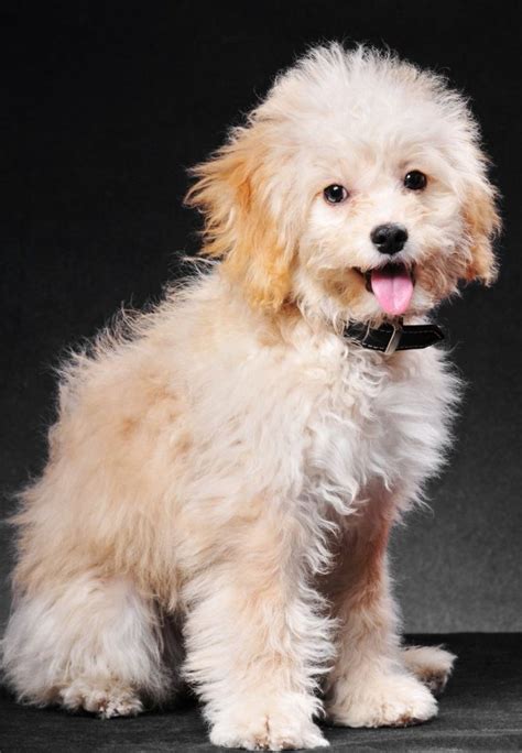 Image result for Teacup Cockapoo