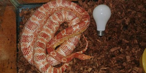 Corn Snake Diet at Rory Love blog