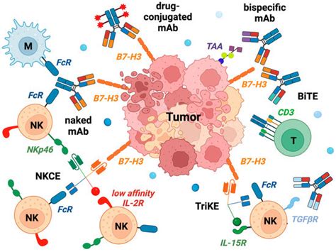 B7-H3 in Pediatric Tumors: Far beyond Neuroblastoma