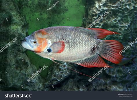 Giant Red Tailed Gourami Osphronemus Laticlavius 스톡 사진 1541940083 ...