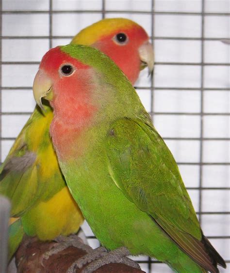 Green Peach Faced Lovebird