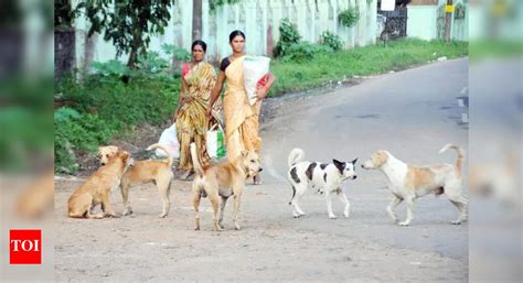 12-year-old girl injured in stray dog attack - The Times of India