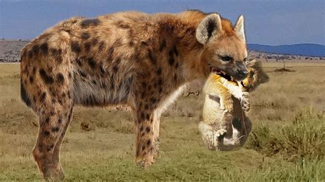 Python Eats Hyena 的图像结果