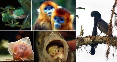 Image result for Alien Like Creatures