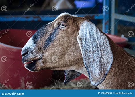 Head of a Nubian Goat stock image. Image of hairy, farm - 118436035