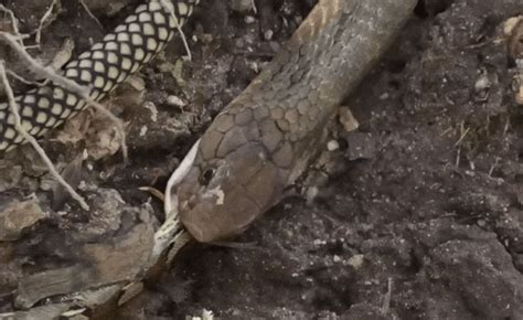 Image result for Cobra Python Combat