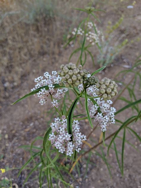Asclepias Fascicularis