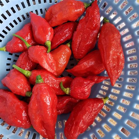 Bhut Jolokia Seeds - Mountain Top Seed Bank