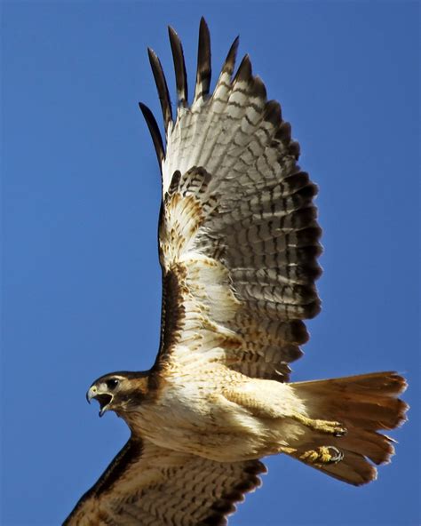 Hawks In Arizona Desert Harris's Hawk (Parabuteo Unicinctus)