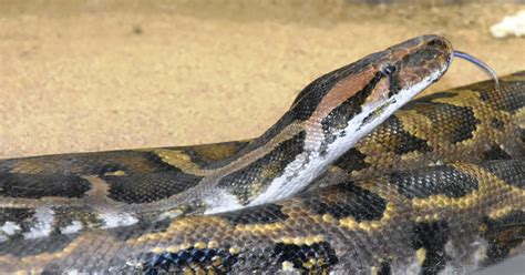 Image result for Fifty Feet Python