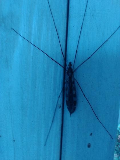 Image result for Alien Bug SCPS