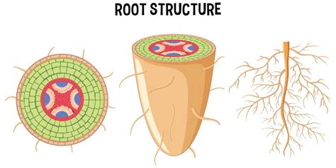 Image result for Root Python Diagram