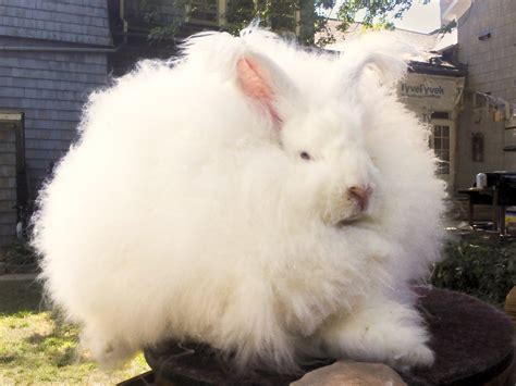 English Angora Rabbit - Complete Guide & Top Facts