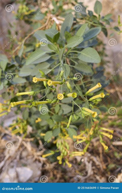 Nicotiana glauca en flor imagen de archivo. Imagen de exterior - 251665699