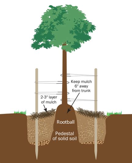 Image result for Tree-Planting Steps