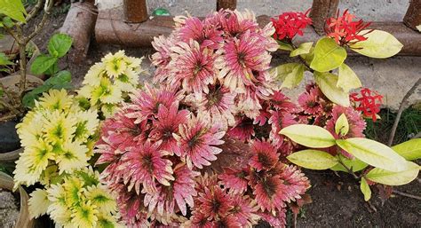 SUNSHINE PARADISE INN (Bantayan Island/Santa Fe) - Hotel Reviews ...