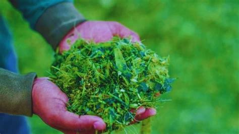 National Nutrition Month: पशुओं-पशुपालकों, दोनों के लिए है फायदेमंद ...