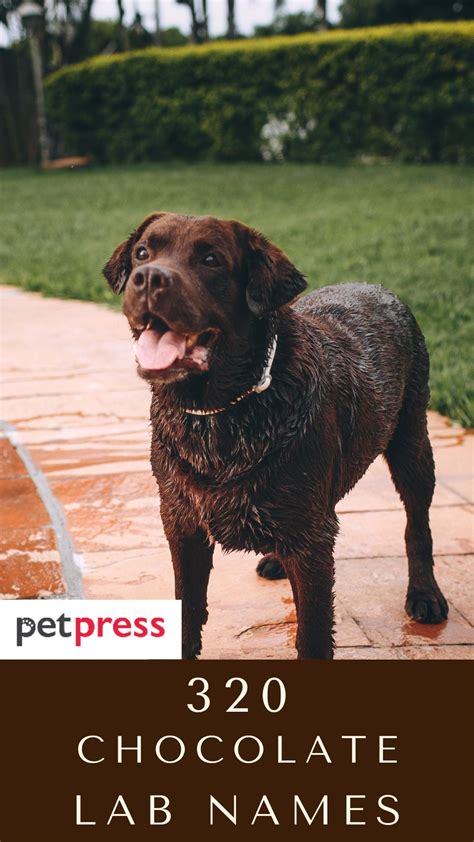 Chocolate Lab Dog Names: 320 Best Names for Brown Labradors - PetPress