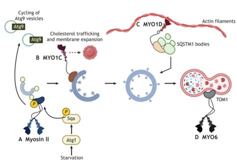 Ravi Manjithaya | Jawaharlal Nehru Centre for Advanced Scientific Research