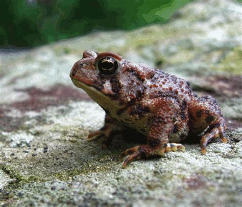 Exploding Toads Video 的图像结果