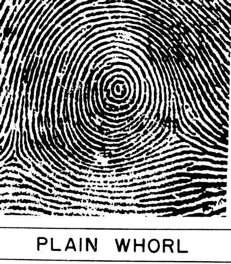 The Whorl - Deciphering Your Own Fingerprints - American Academy of ...