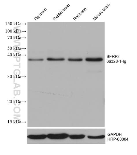SFRP2 antibody (66328-1-PBS) | Proteintech