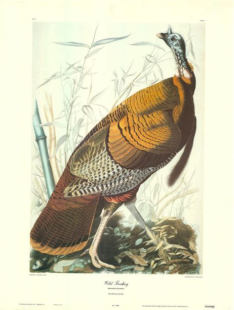 Wild Turkey by J. John Audubon - 23 X 30 Inches (Art Print) – Artistica ...