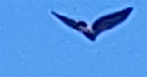 Flying Humanoid 的图像结果