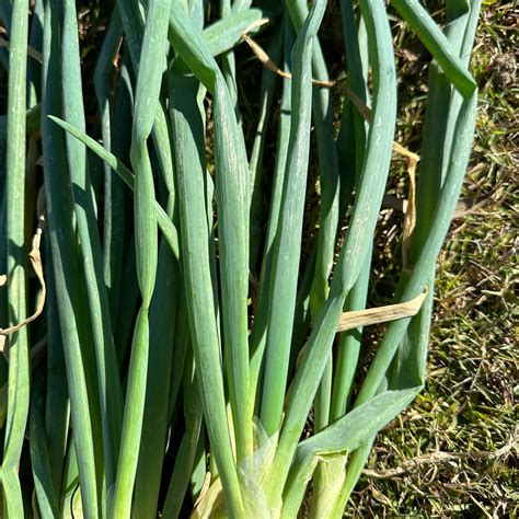 Egyptian Walking Onion NEW - Edible Jungle Nursery