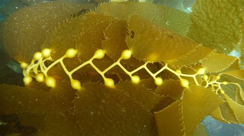 Jenny Hofmeister, Ph.D.